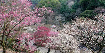 熱海梅園